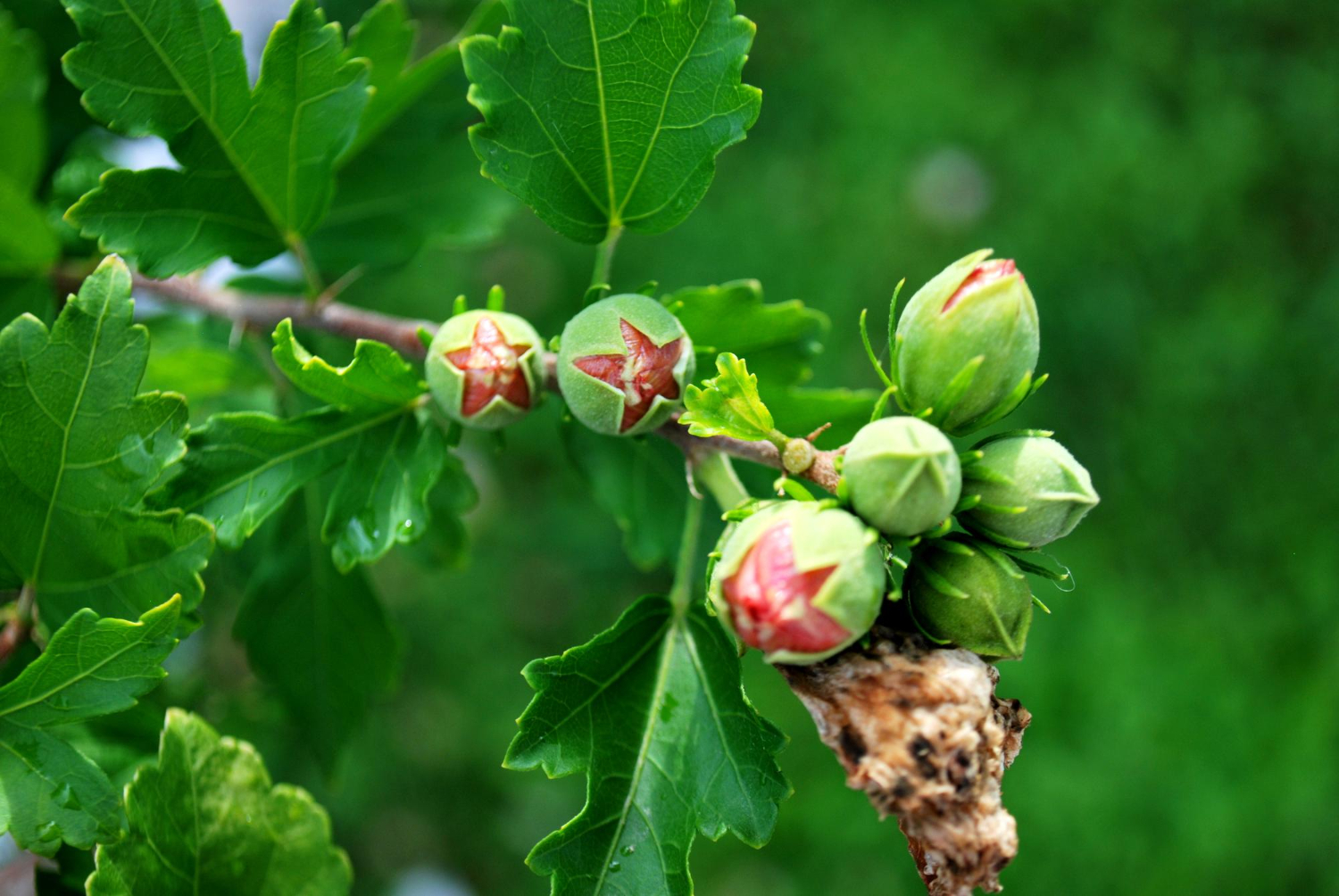 Produzione di nocciole italiane 60 ha