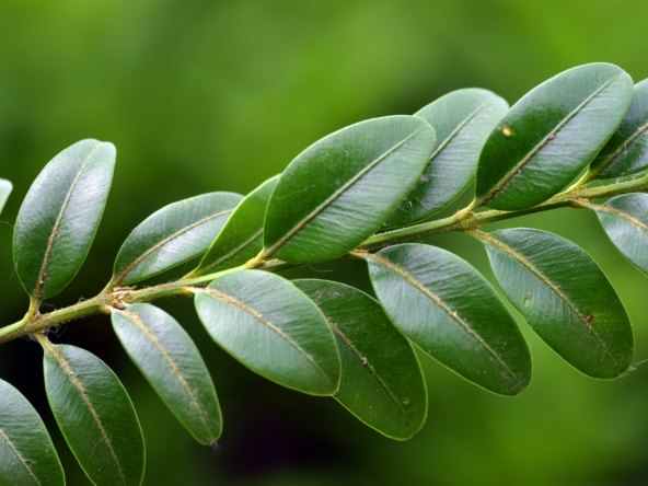 plantation investment Malaysia